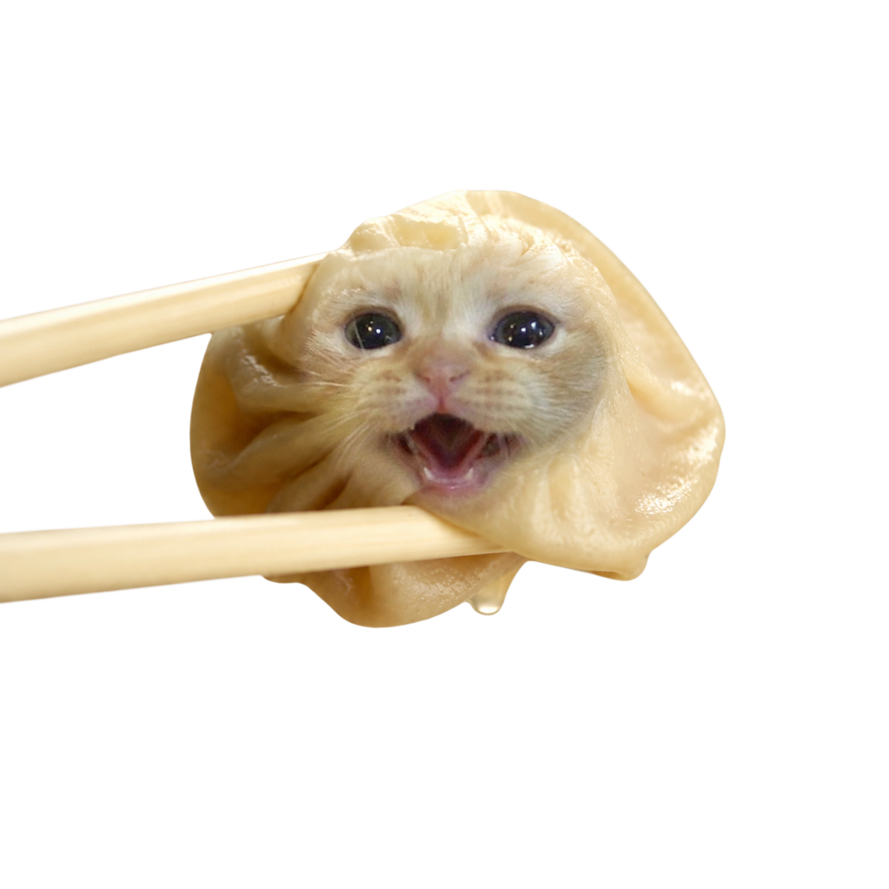 Close view of Dumpling Cat