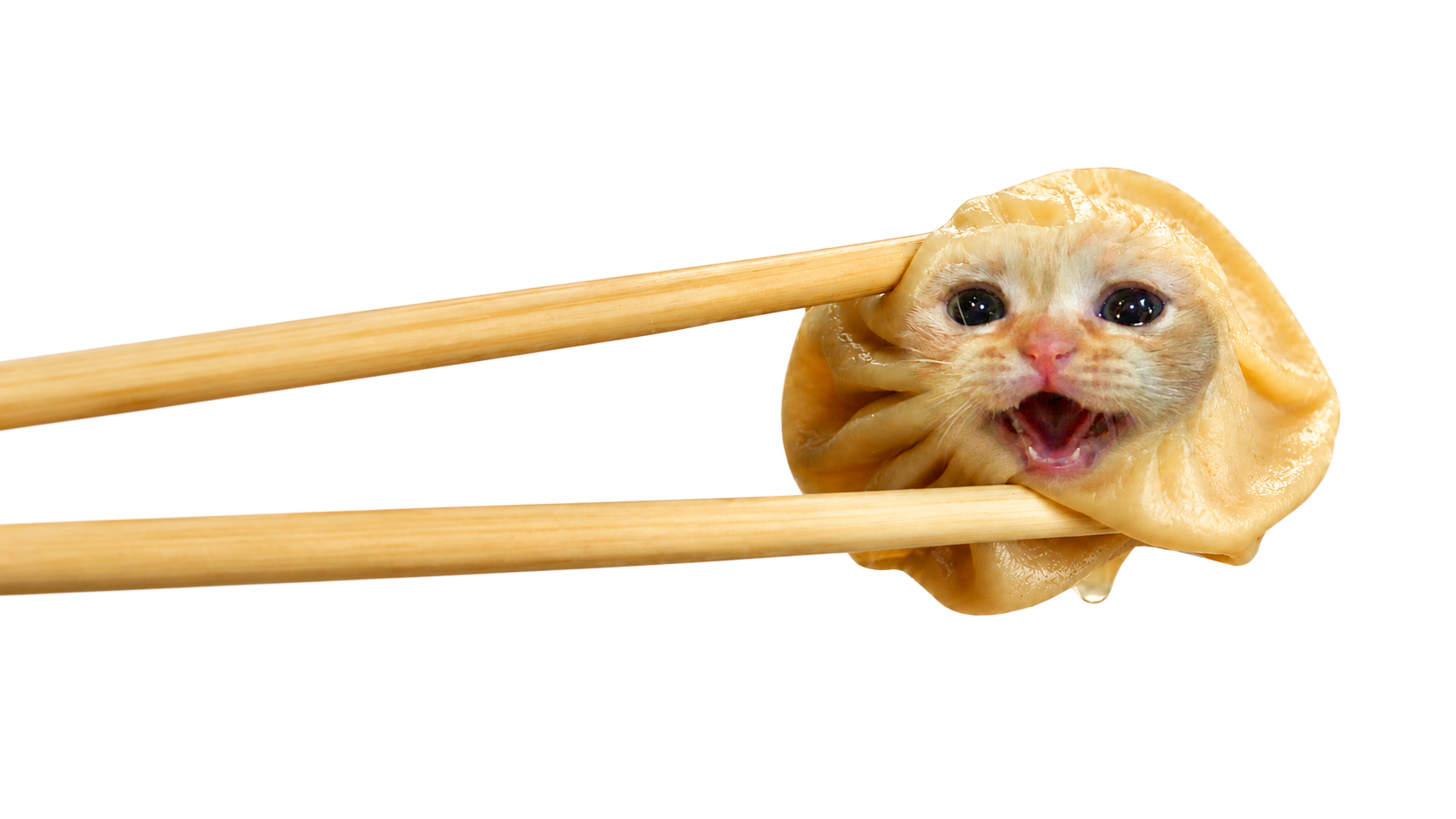 Dumpling Cat lifted on chopsticks